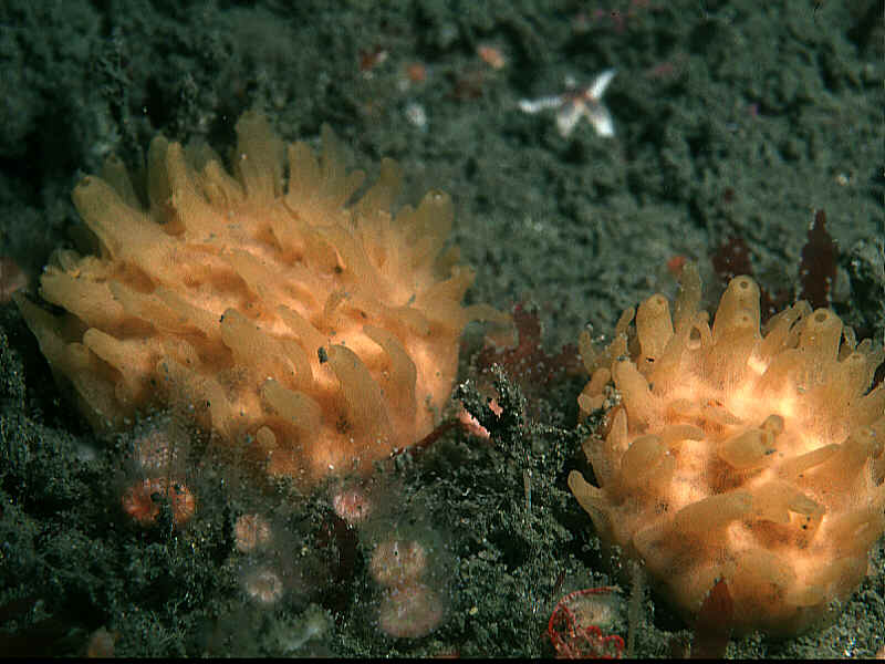 Polymastia boletiformis